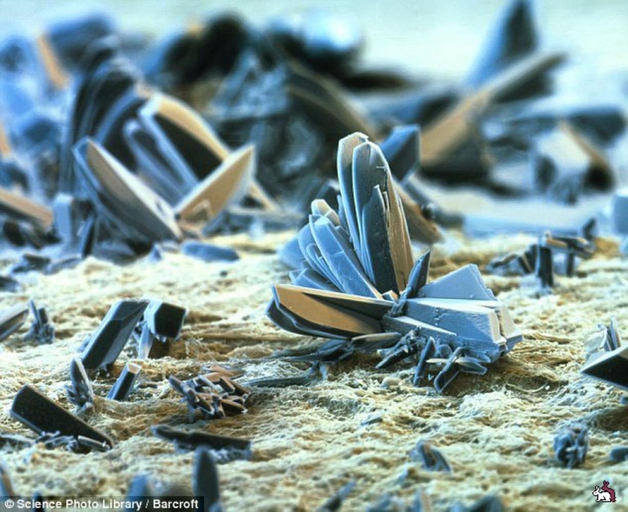 Фотография микро. Вещи под микроскопом. Разные вещи под микроскопом. Разные предметы под микроскопом. Необычные вещи под микроскопом.