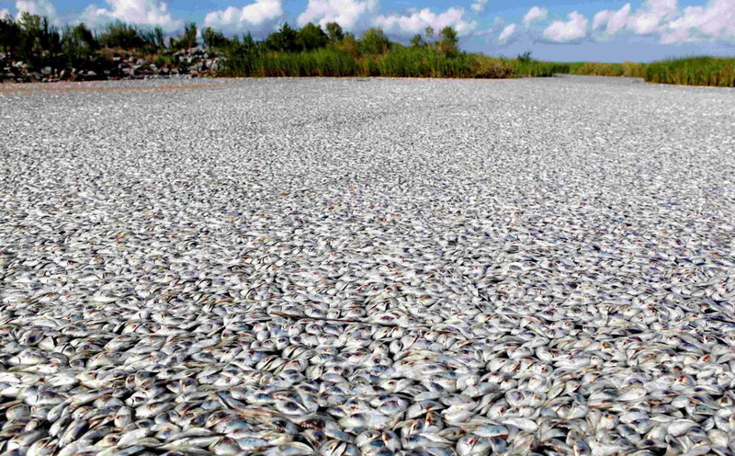 Много моры. Замор рыбы. Куча рыбы. Много рыбы в воде. Массовый мор рыбы.