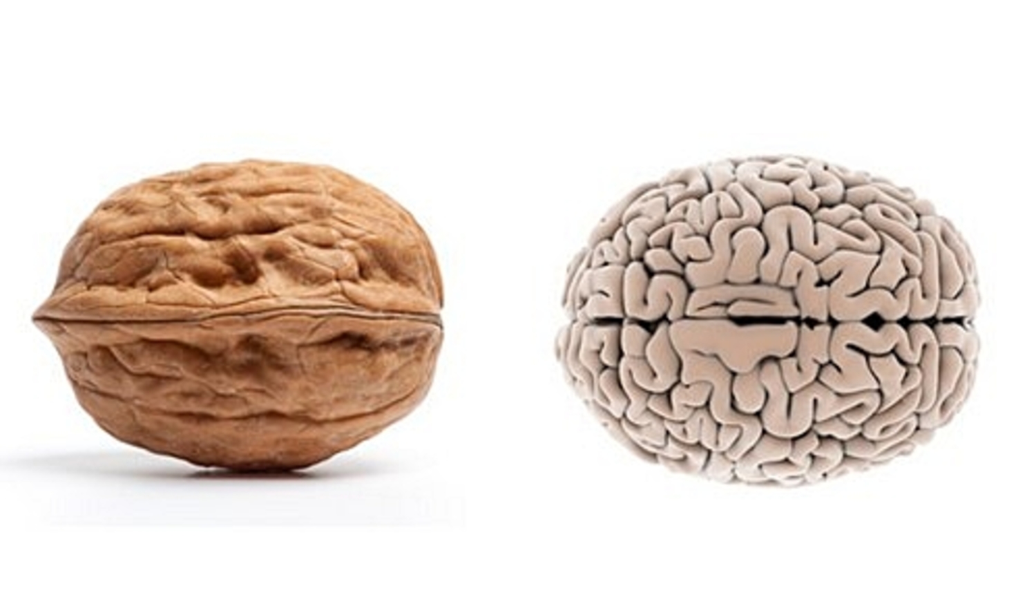 Орехи полезные для мозга. Грецкий орех и мозг. Орех грецкий. Орех похожий на мозг. Грецкий орех похож на мозг.