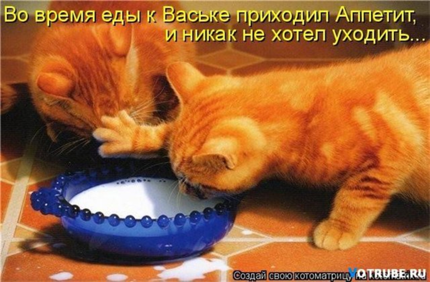 Кошка пришла и ушла. Кот хочет есть. Жадные коты. Миска для кота. Рыжий кот кушает.