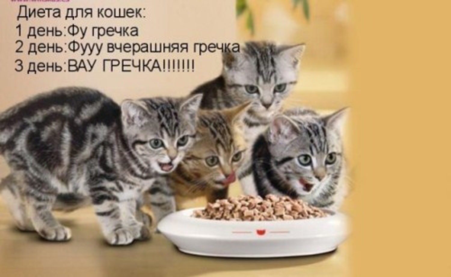 Пища котенка. Кот ест вискас. Котенок кушает. Корм для котят. Шотландские коты едят корм.