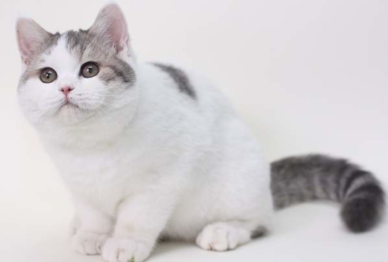 Рассмотрите фотографию кошки серо белого окраса выберите