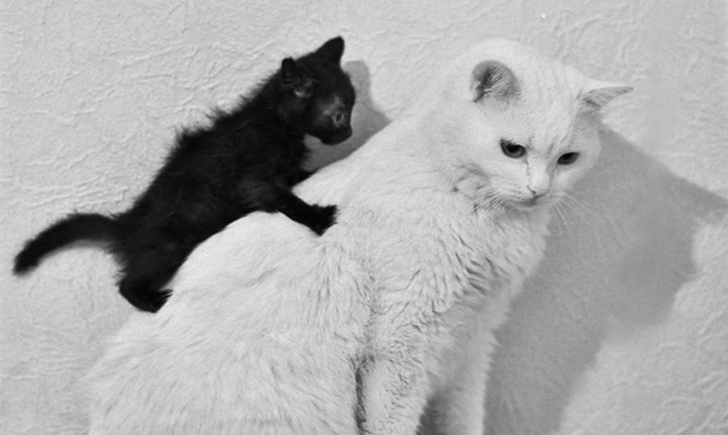 Тетя почему папа плачет. Чёрный и белый кот и кот. Черный и белый коты. Смешные котики с надписями. Чёрный кот смешные коты.