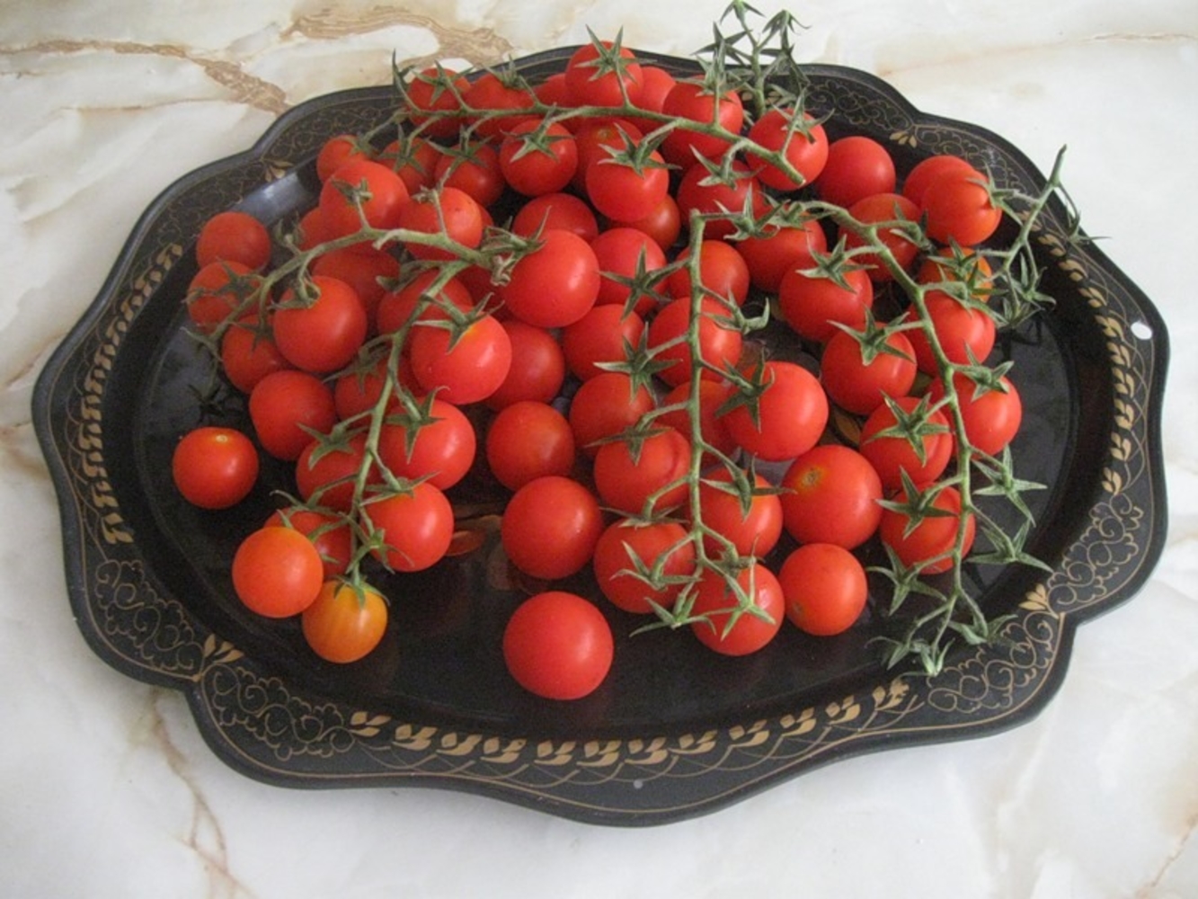 Помидоры для домашнего выращивания. Черри Миднайт томат. Томат черри Барбарис. Черенки помидоры черри.