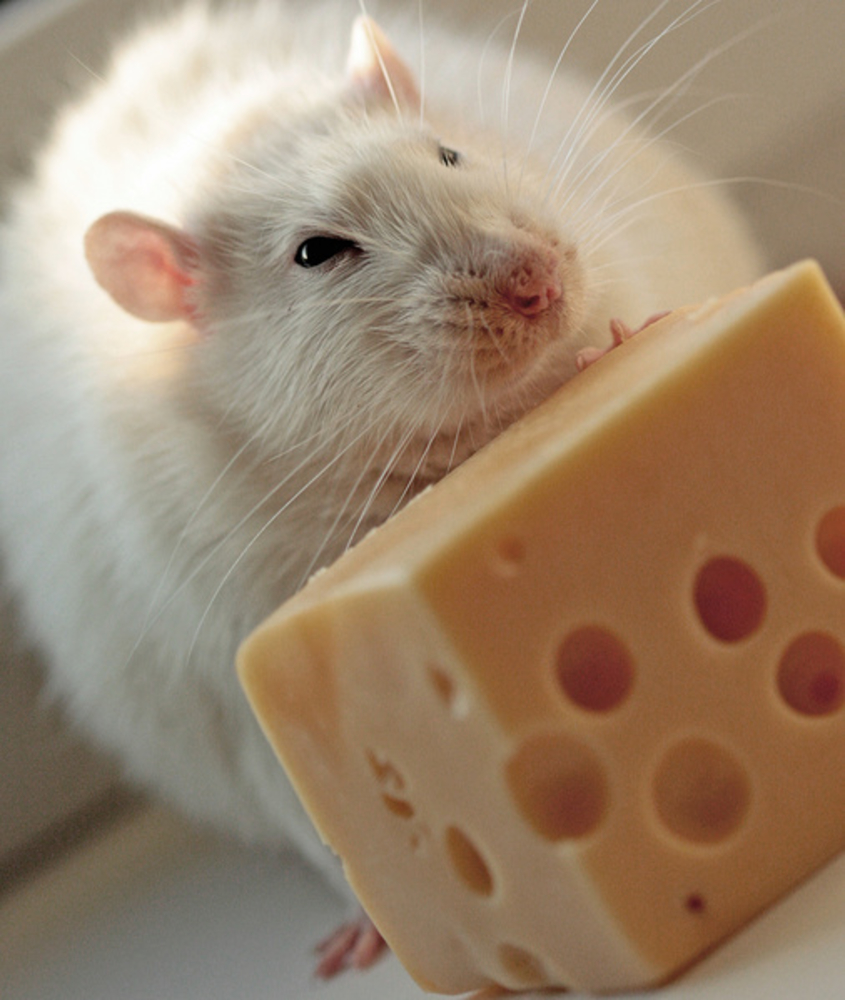 Про мышей и сыр. Крыса и сыр. Мышь жрет сыр. Мышка в сыре. Мышь с сыром.