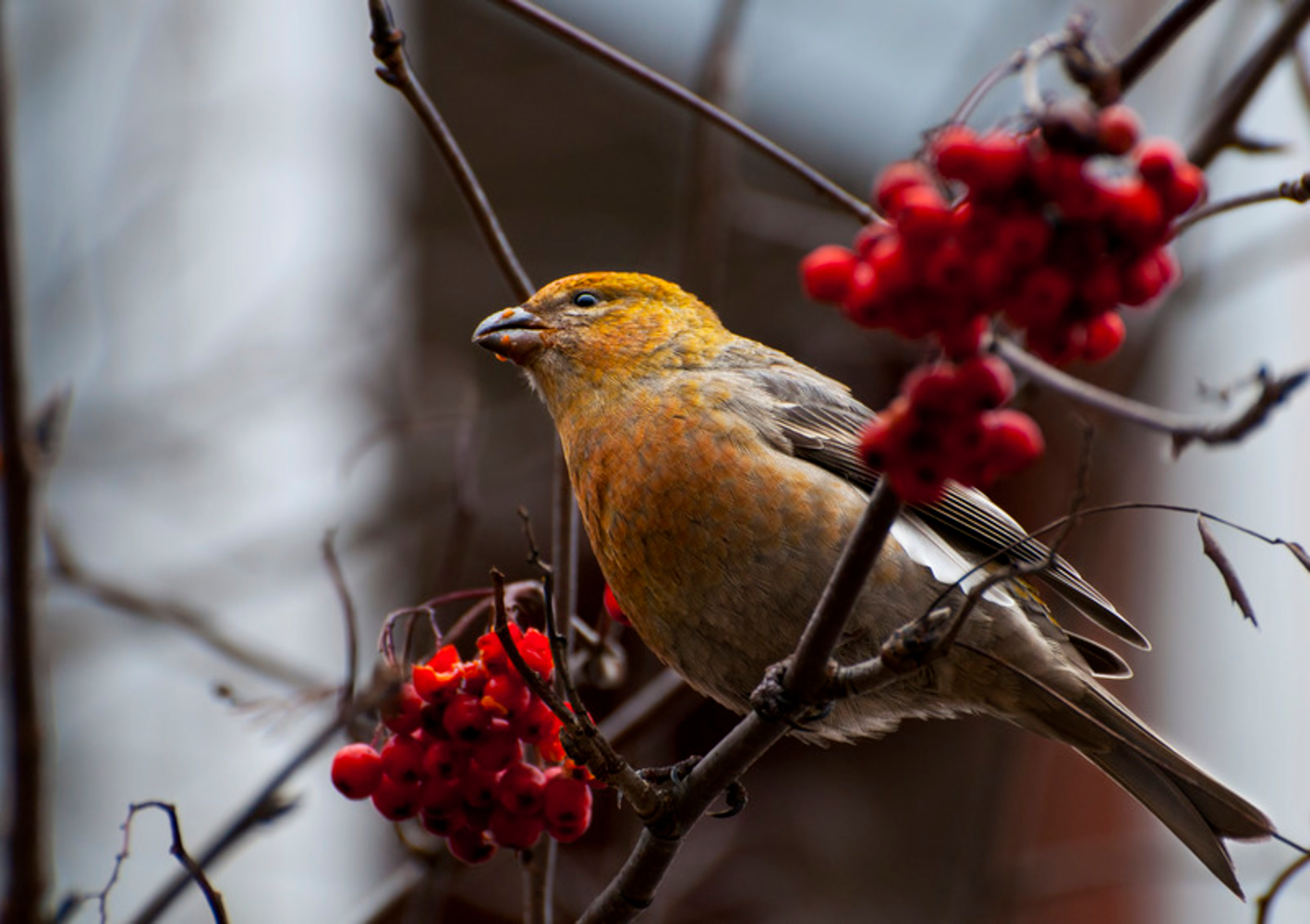 щур покровитель. птицы красноярского края. как поет щур. как поет щур. как поет щур.
