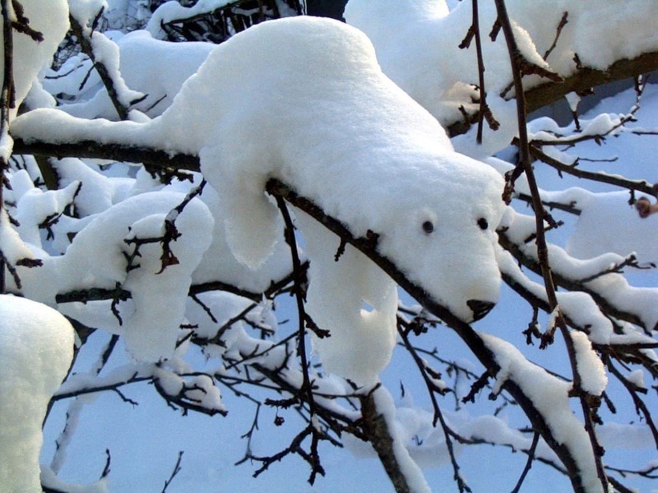 Белое чудо природы. Снежные чудеса природы. Снежные звери на деревьях. Зимние причуды природы. Снежное чудо.