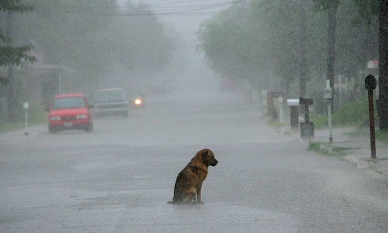 Пес под дождем