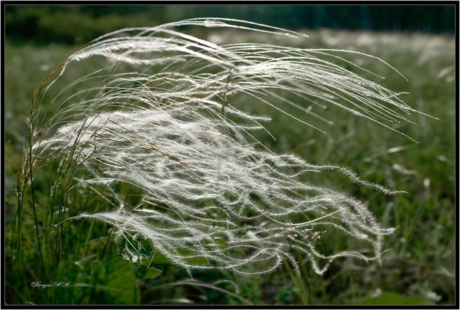 Wind plant. Ковыль перистый сухоцвет. Ковыль Степной. Ковыль (Stipa). Ковыль волосатик Stipa capillata.