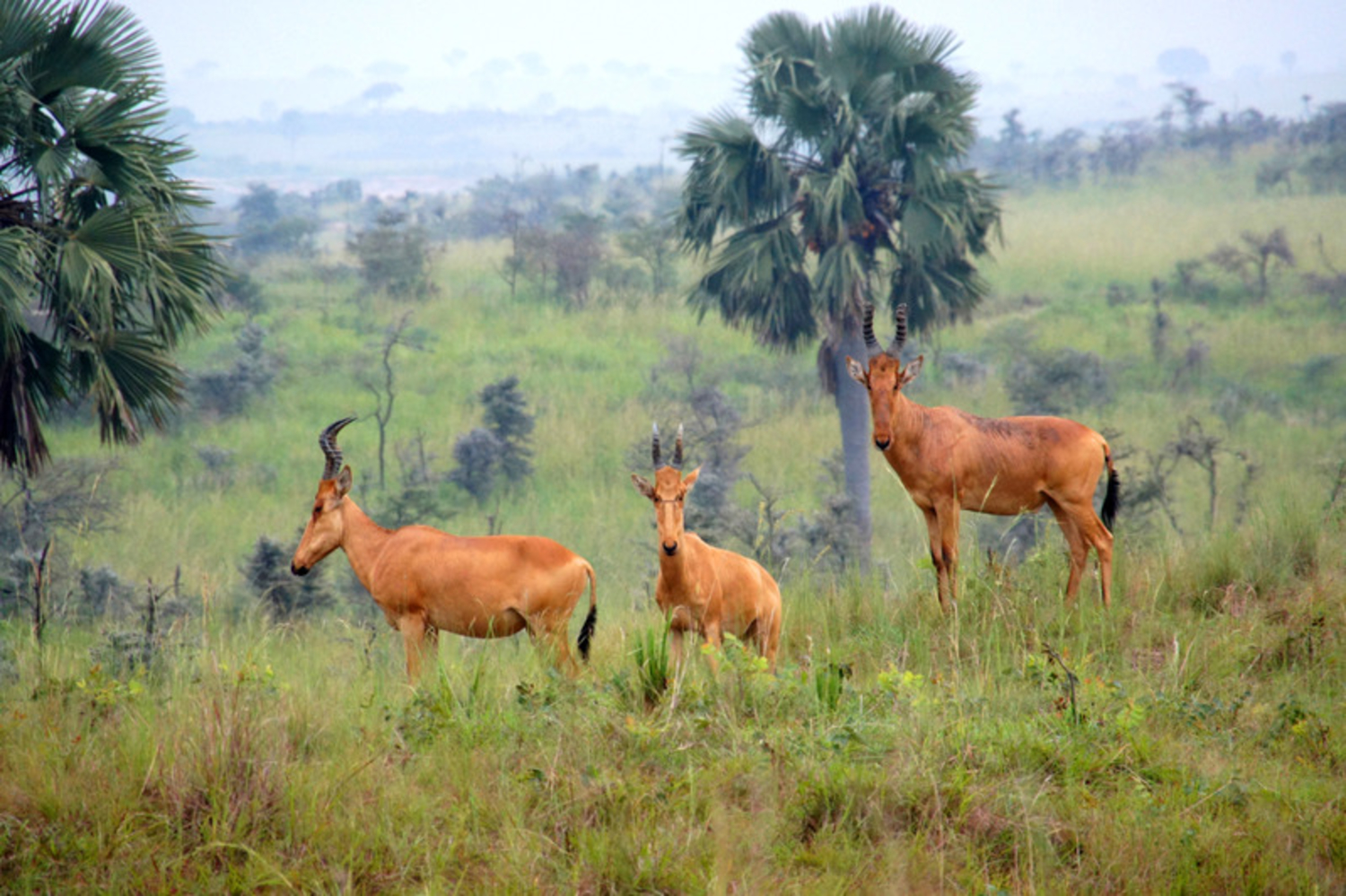 Национальный парк каким названием есть в африке. Антилопа конгони. Парк Бвинди в Африке. Национальный парк Бвинди растения. Бвинди национальный парк фауна.