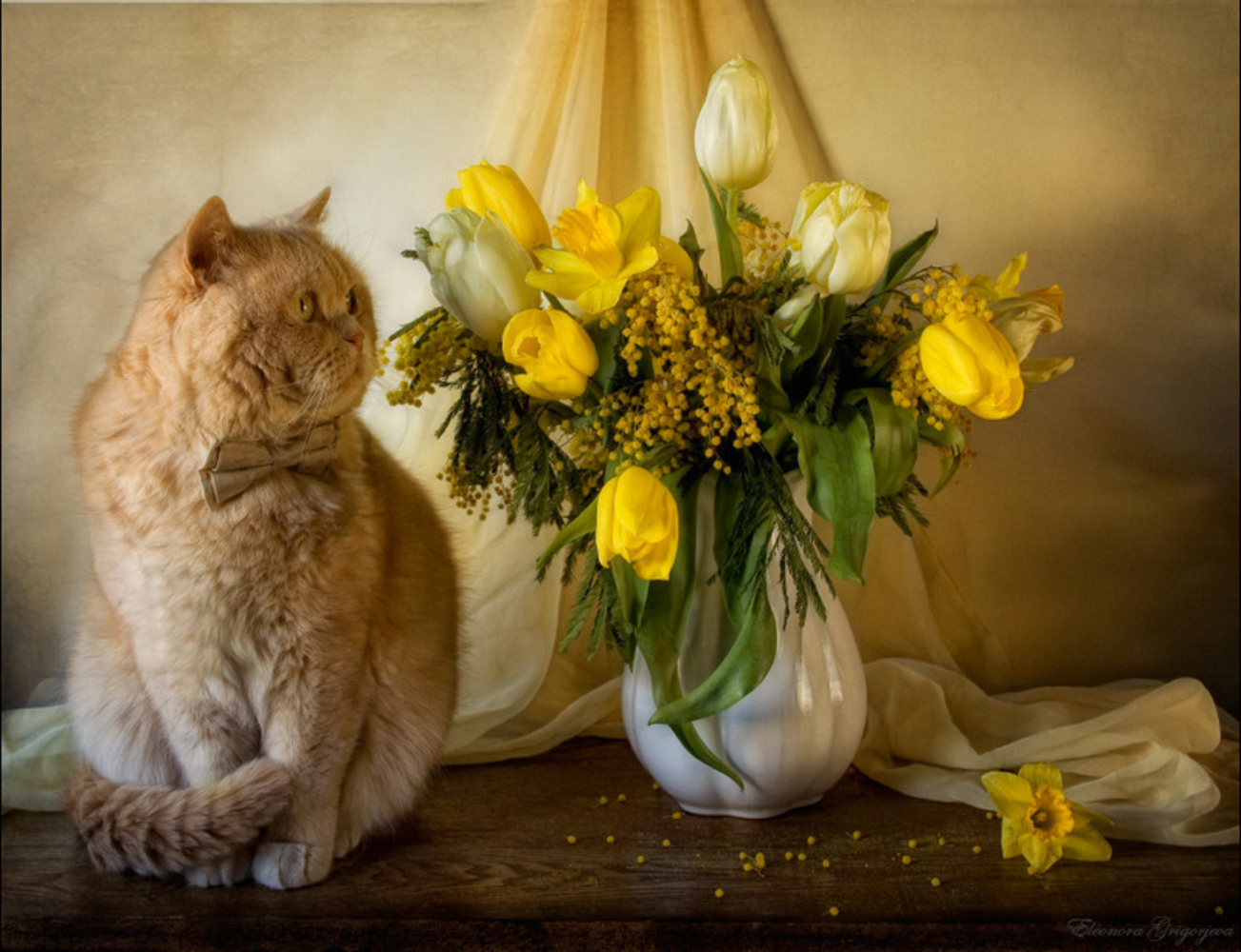 Кот ест мимозу. Котики и цветы. Кошка с букетом. Кошка в цветах.