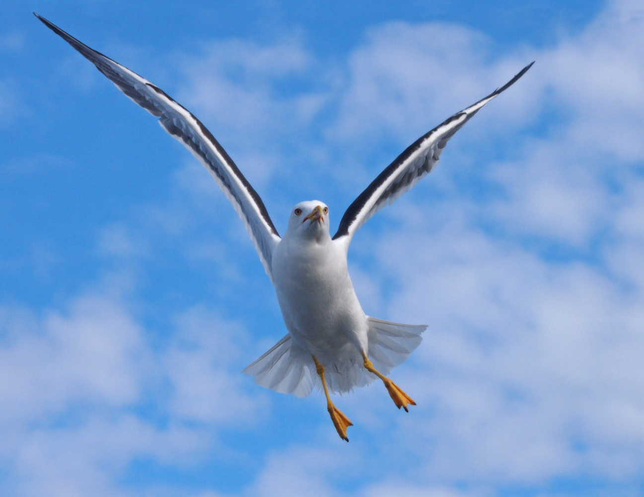 Чайки фото. Чайку 11. Чайка серая рябая. Птицы белого моря. Чайка субтропики.