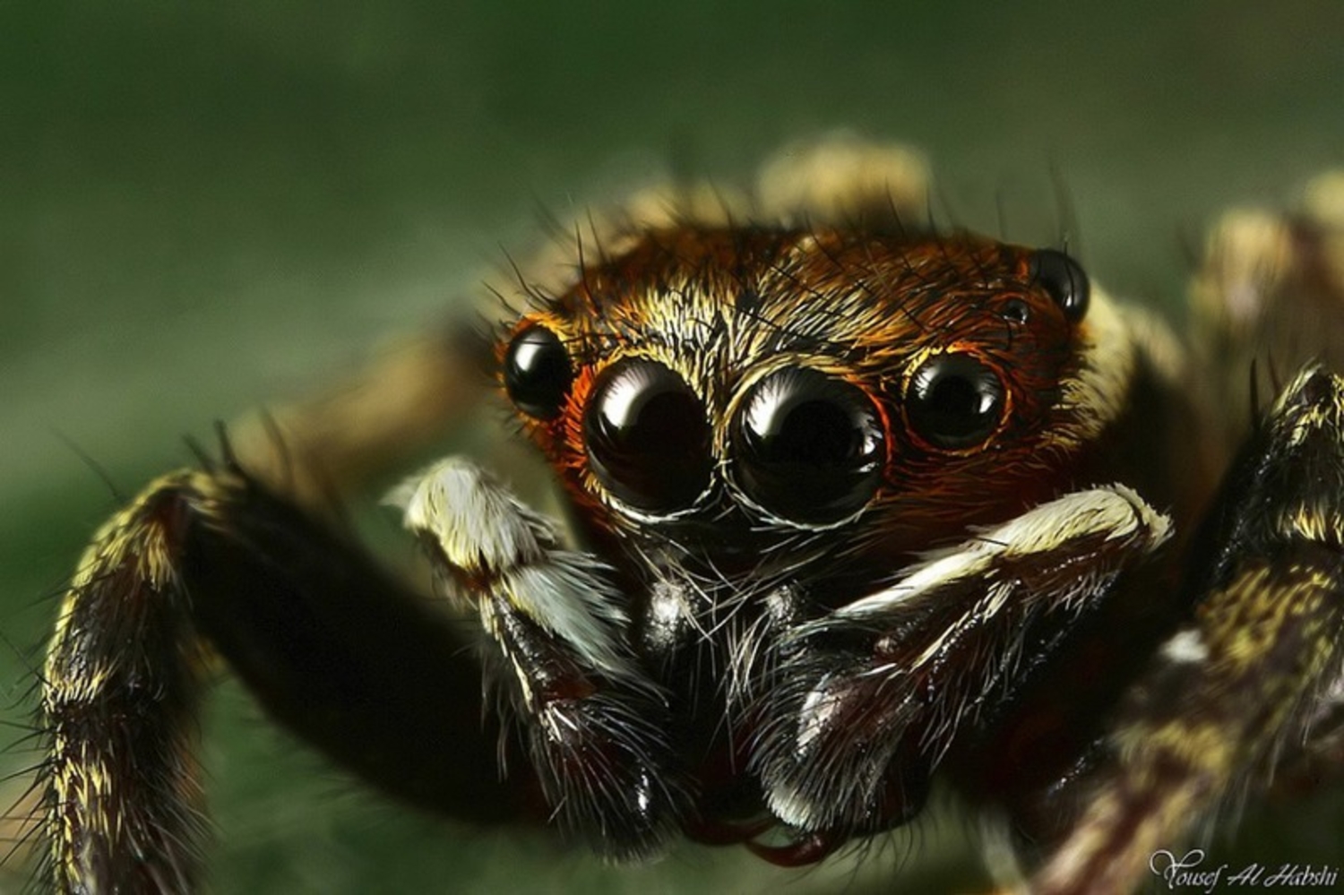 картинку самого опасного паука