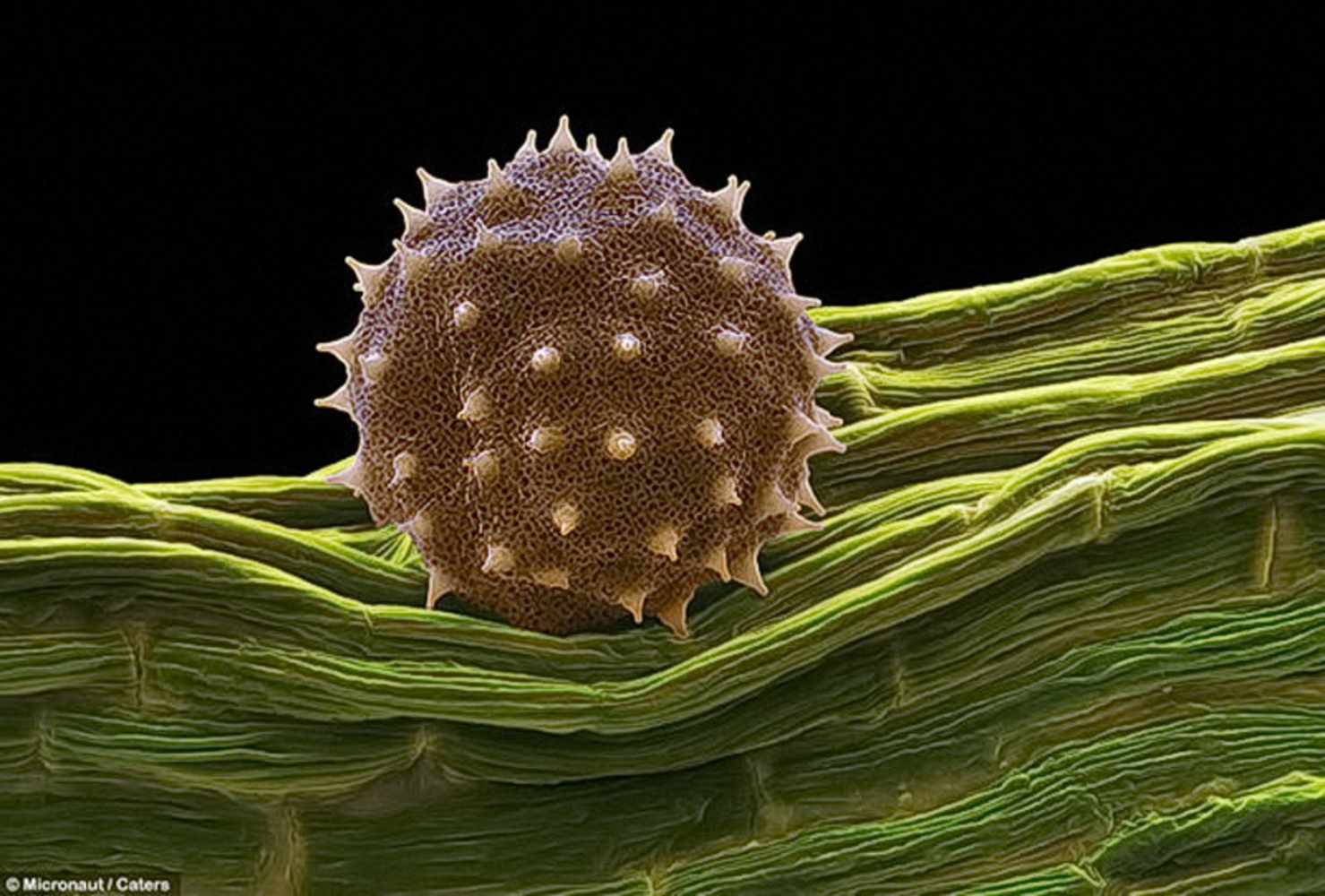 Появление пыльцы. Пыльца цветковых растений под микроскопом. Пыльца насекомоопыляемых растений под микроскопом. Пыльца электронный микроскоп. Пыльца мальвы под микроскопом.