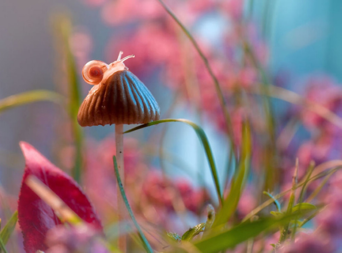 Микро цветы. Фотограф Магдалена Васичек. Макросъемка природа. Удивительный мир природы. Цветы Макросъемка.