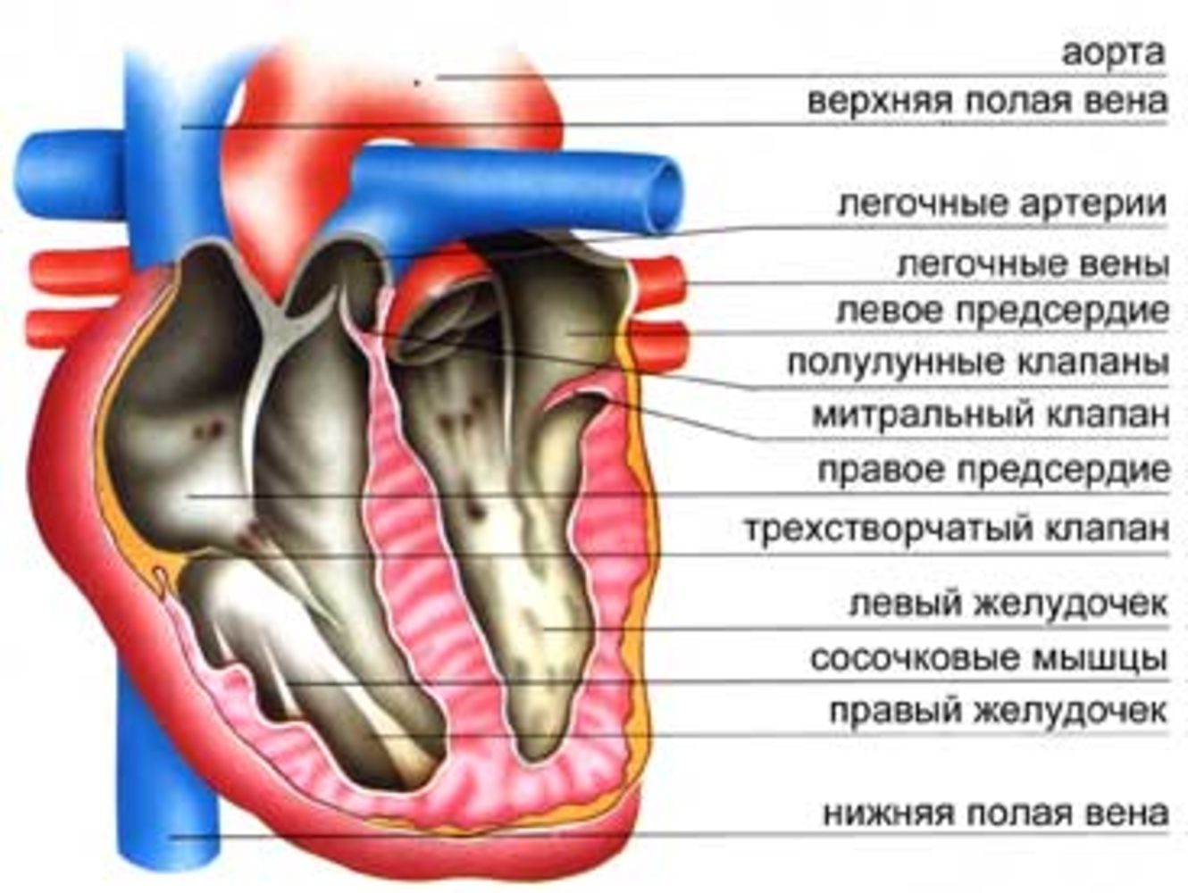 Полулунные клапаны легочной артерии