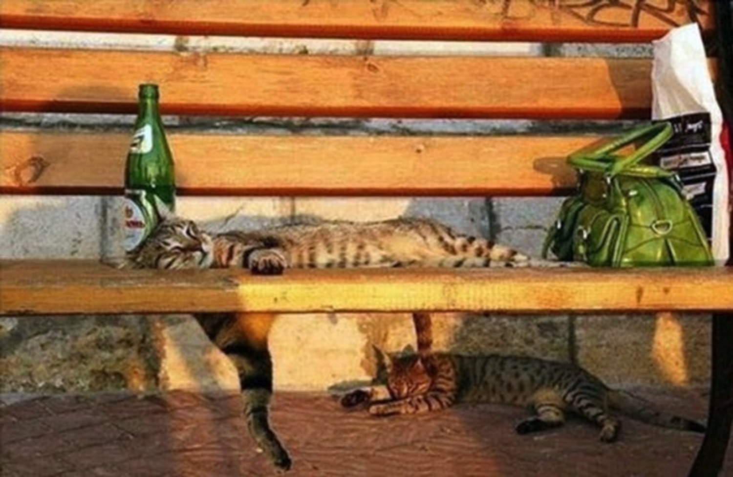 Заметить разве не. Кот с бутылкой. Кот отдыхающий на лавке. Кот отдыхает.