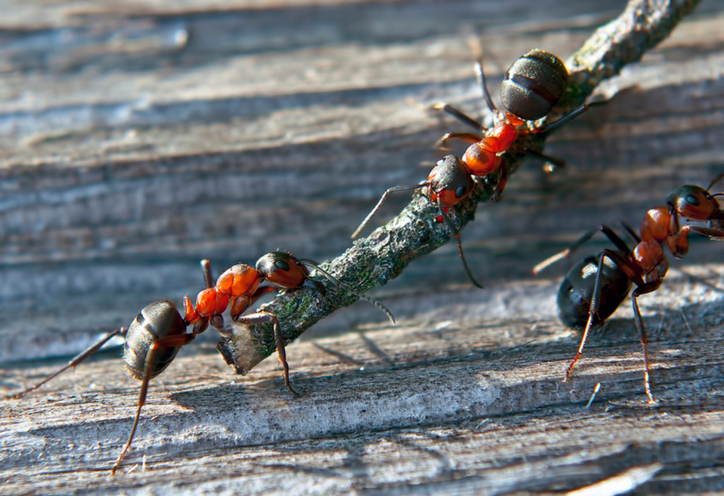 Картинки муравьев. Фото муравьев. Муравей Строитель. Жизнь муравьев. Рабочие муравьи.