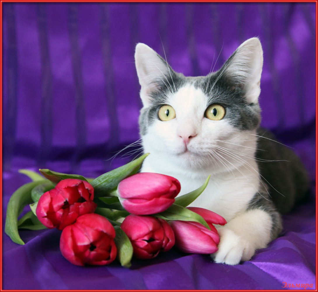 Кот поздравляет