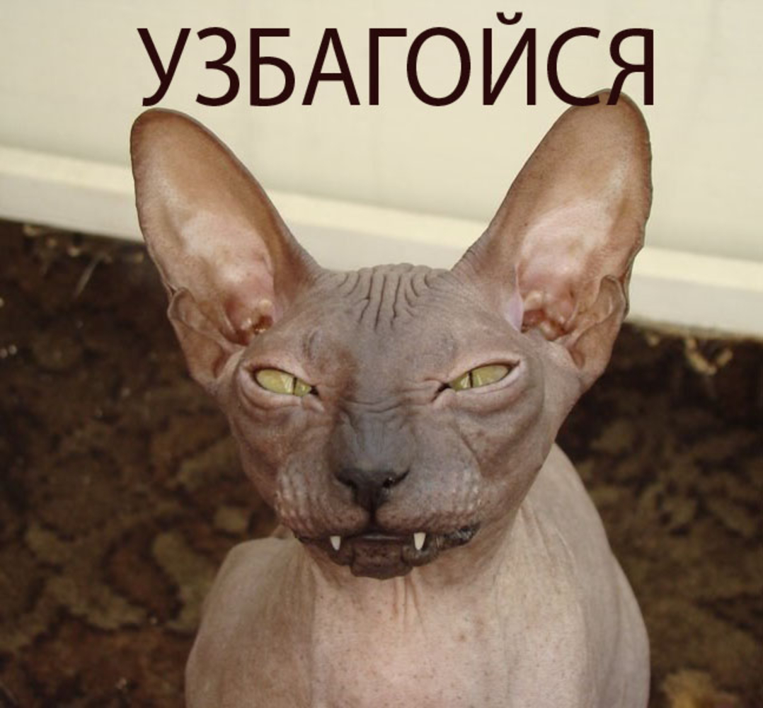 Сфинкс прикольные