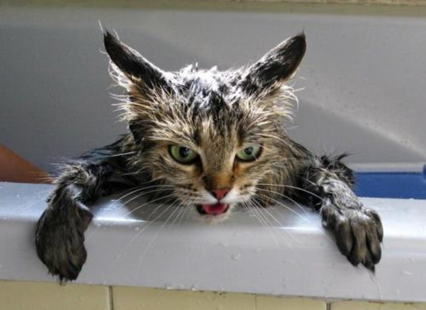 Мокрая киска с разговорами. Мокрая кошка. Мокрые коты. Кошка мокрая смешная. Злая мокрая кошка.