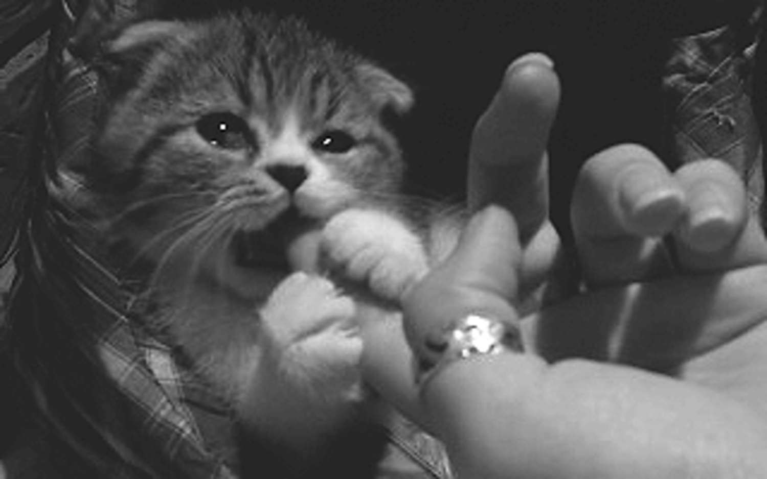 Укус пальца кошкой. Котенок кусает. Котенок кусает палец. Кошки гифки. Кот кусает гиф.