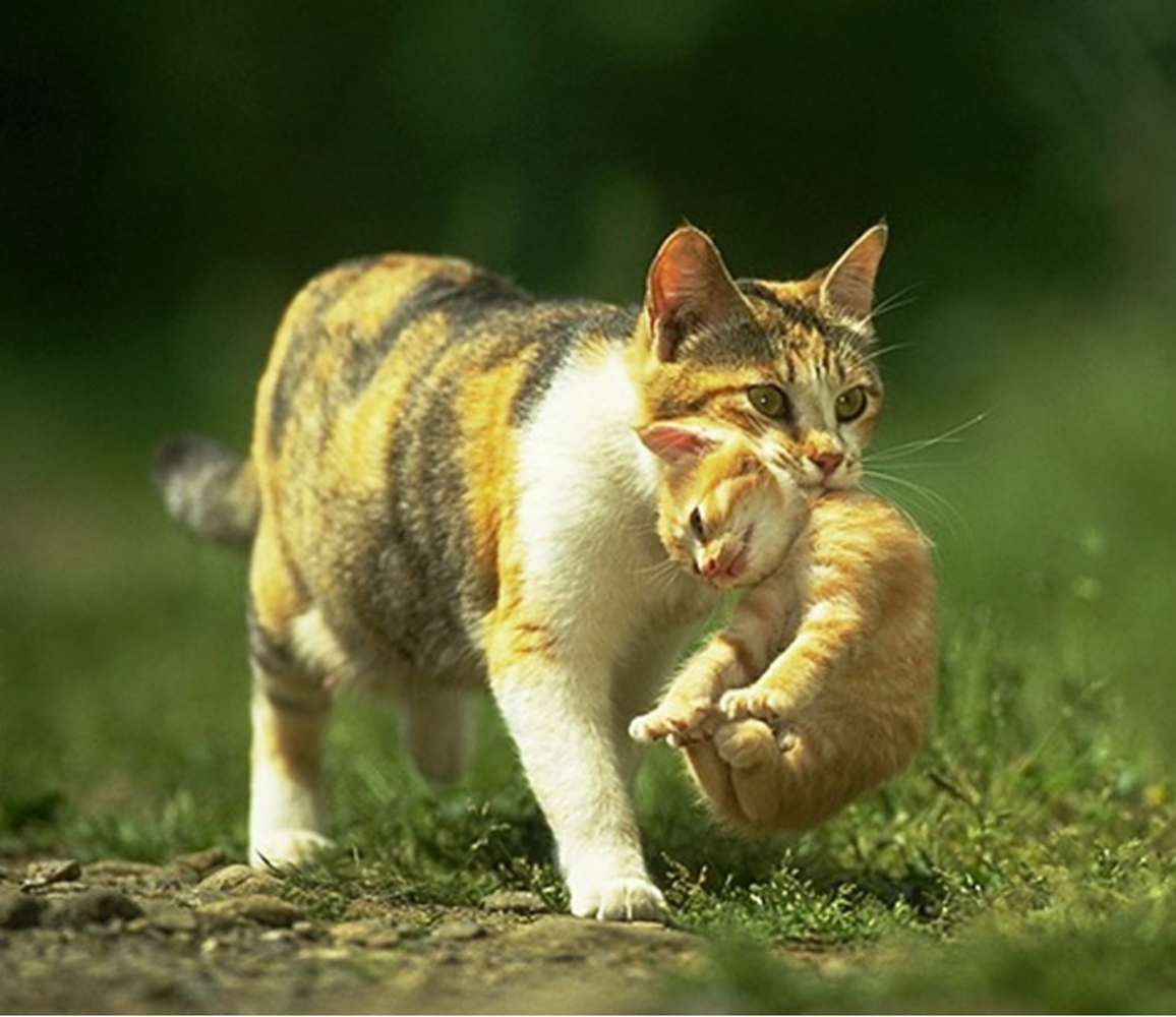 Кот терпит. Котенок за шкирку. Кошка нечеи котенка. Кошка несёт котёнка за шкирку. Кошка несет котенка в зубах.