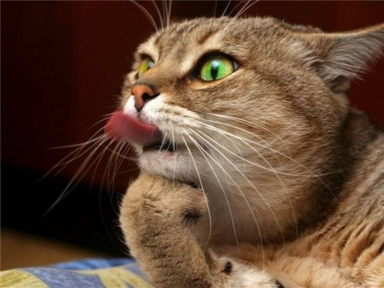Звук показывает язык. Смешные коты. Кошка с высунутым языком. Веселый кот. Хитрый кот.