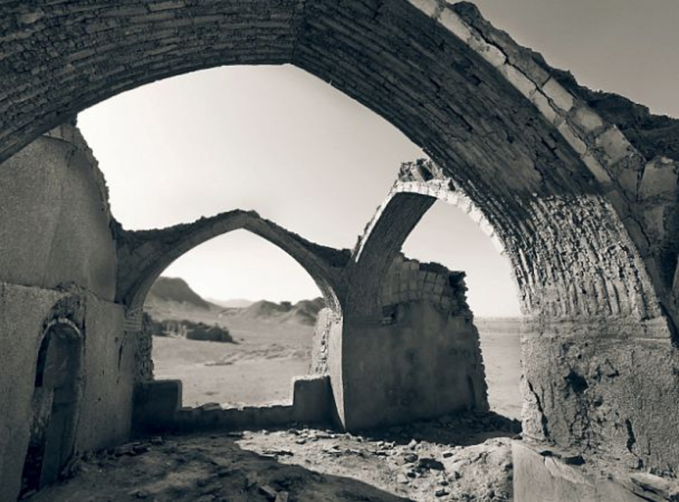 Ақ қара. Ақ қара. Саксаул растение пустыни. Ақ қара. Ақ қара.