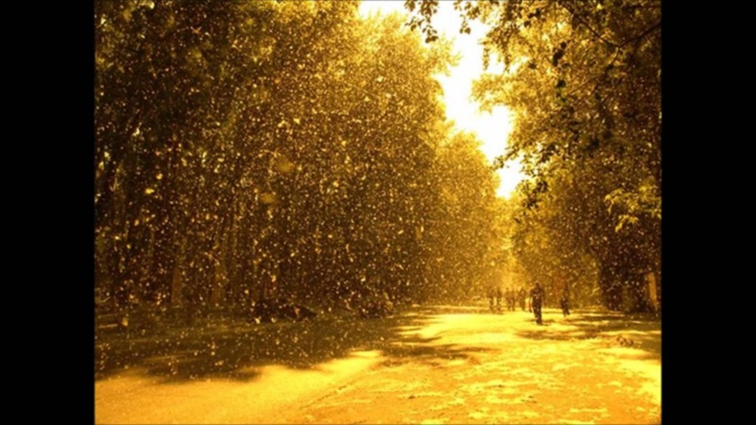 Пух тополиный кружится вальс этот не повторится. Пух тополиный кружится вальс этот не повторится. Пух тополиный кружится вальс этот не повторится. Тополиный пух в москве. Пух тополя тополиный пух.