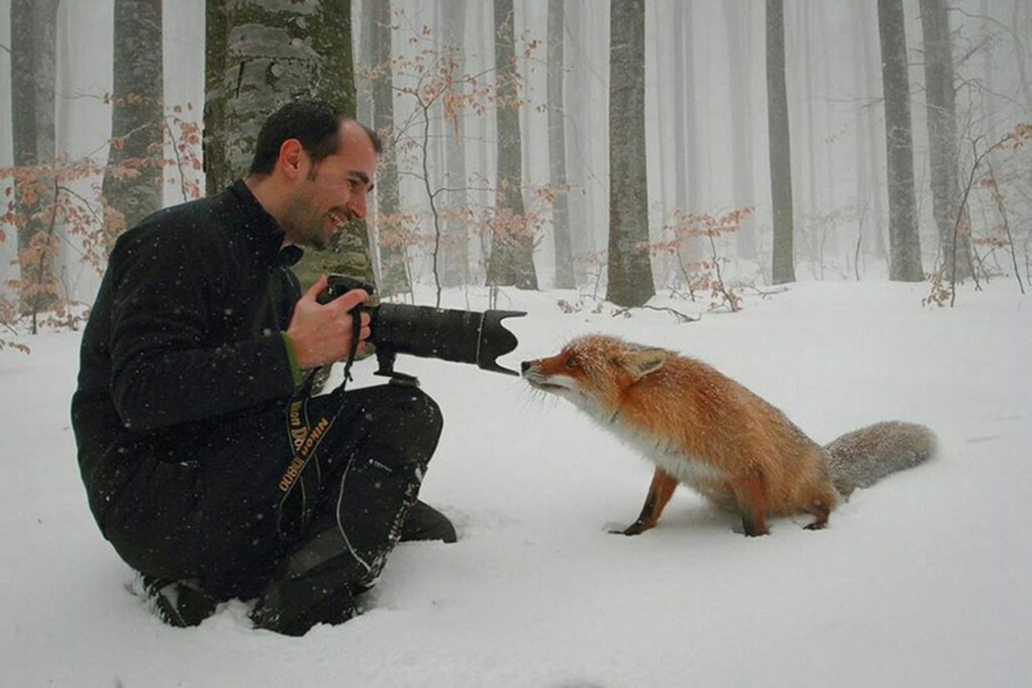 Наблюдение за животными. Фотограф натуралист Николай Зиновьев. Лиса рядом с человеком. Лиса фотограф.