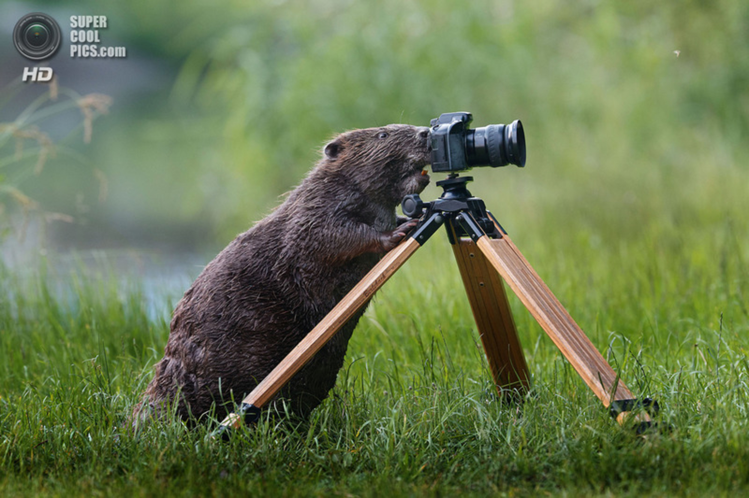 Фотоохота. Бобер смешной. Забавные бобры. Бобры приколы. Суровые бобры.