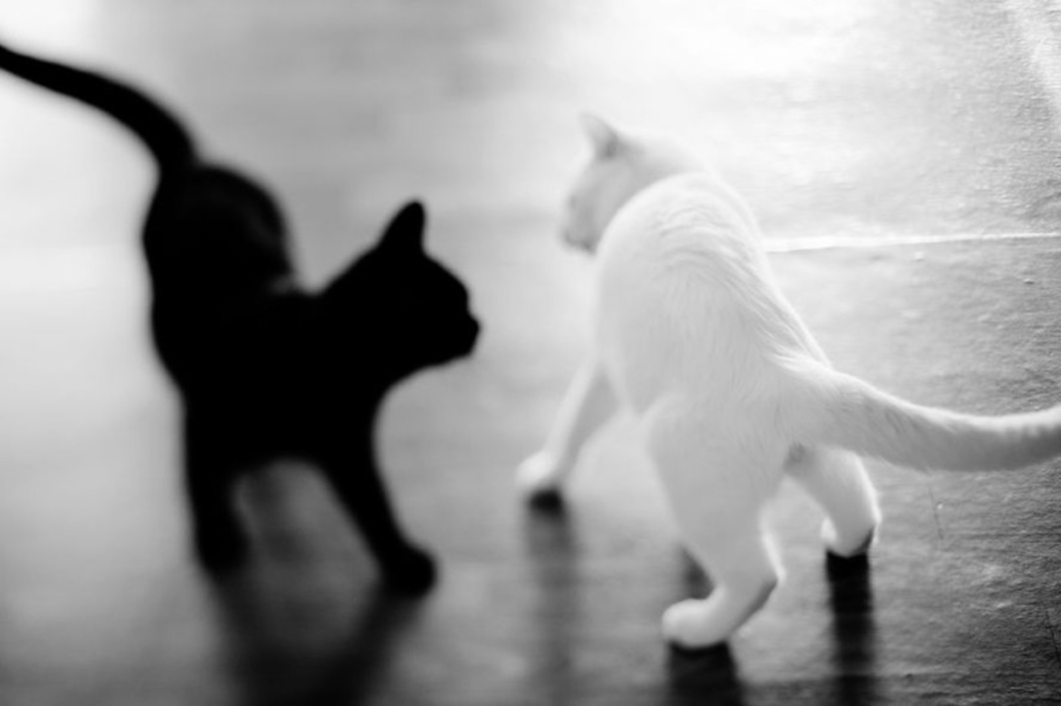Как помирить кошек. Черное белое. Котик черно белый. Черно белая кошка. Черное и белое картинки.