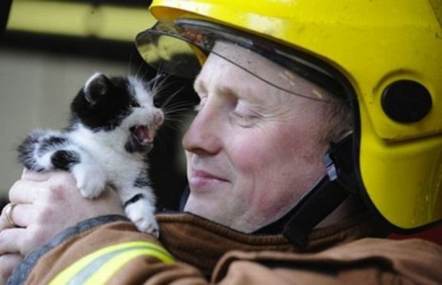 Кошечки спасают. Пожарный спас котенка. Кот спасатель.