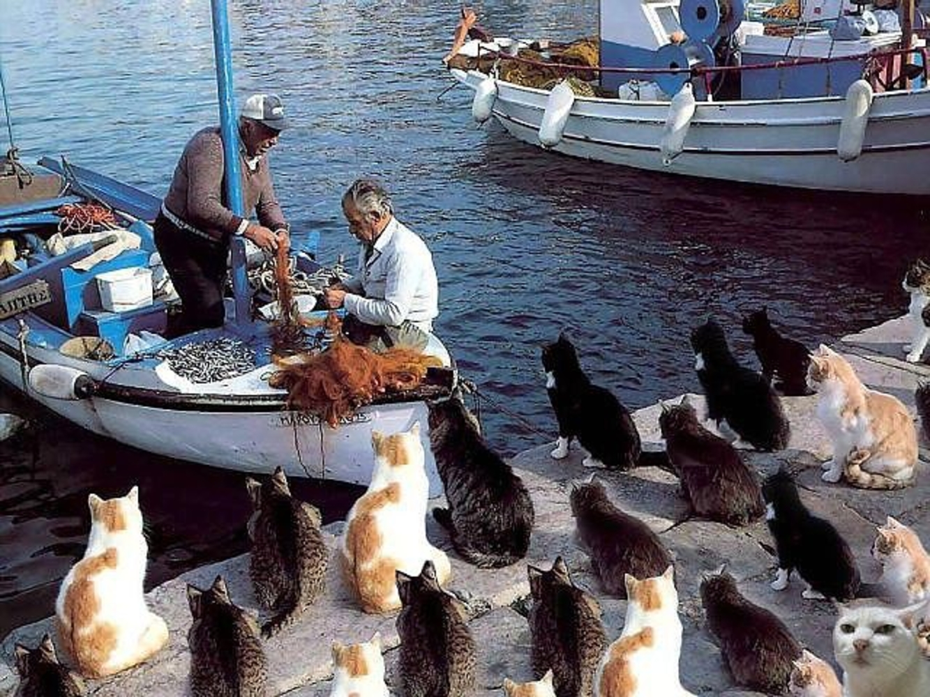 Костя шаланды полные кефали. Коты на рыбалке. Коты с рыбой. Кот в лодке. Кошка Рыбак.