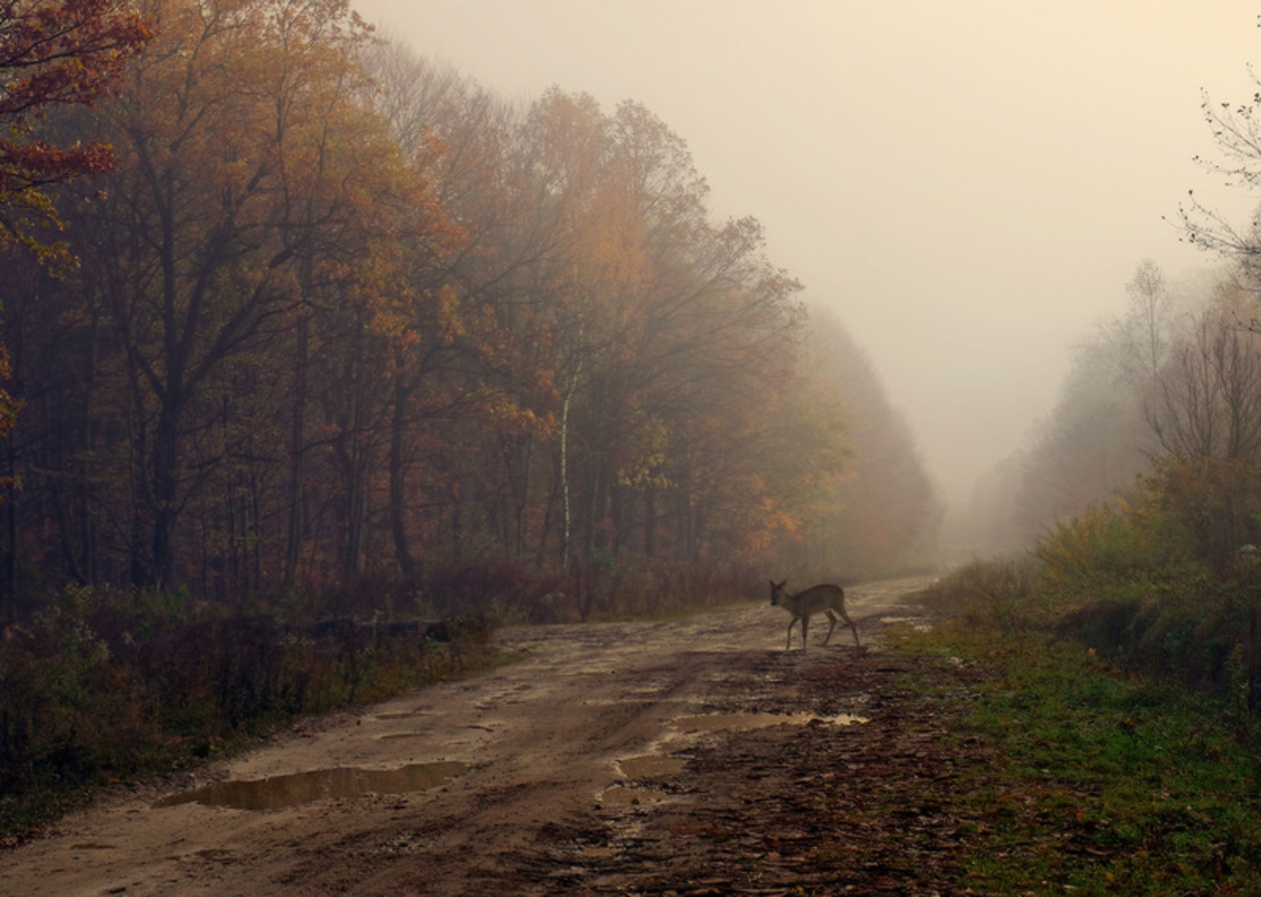 Осенняя распутица. Пасмурная осень. Пасмурная осень в лесу. Осенний пейзаж пасмурный. Лес осень пасмурно.