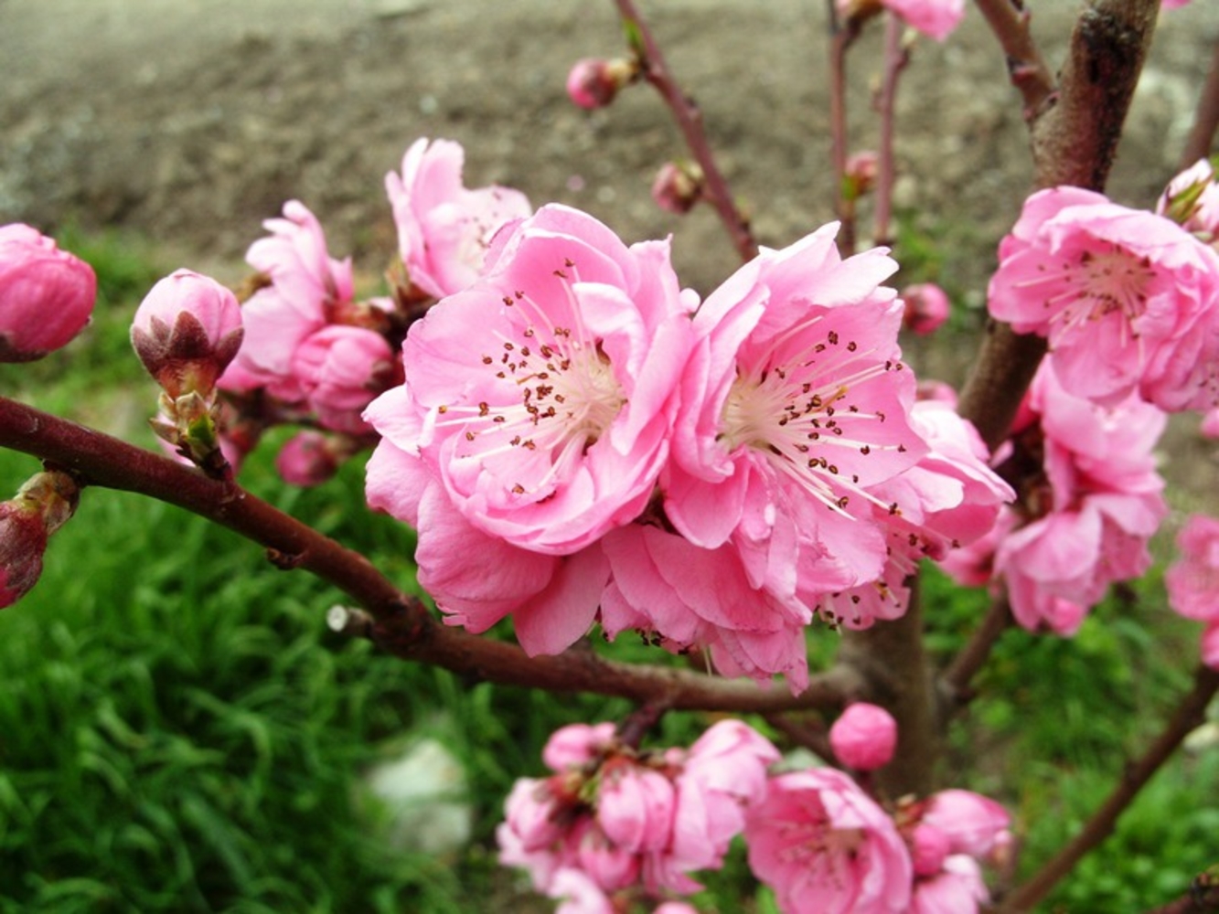 Как цветет персиковое дерево. Персик дерево цветы. Дерево нектарин цветет. Персик цветет махровый. Персиковое дерево цветение.