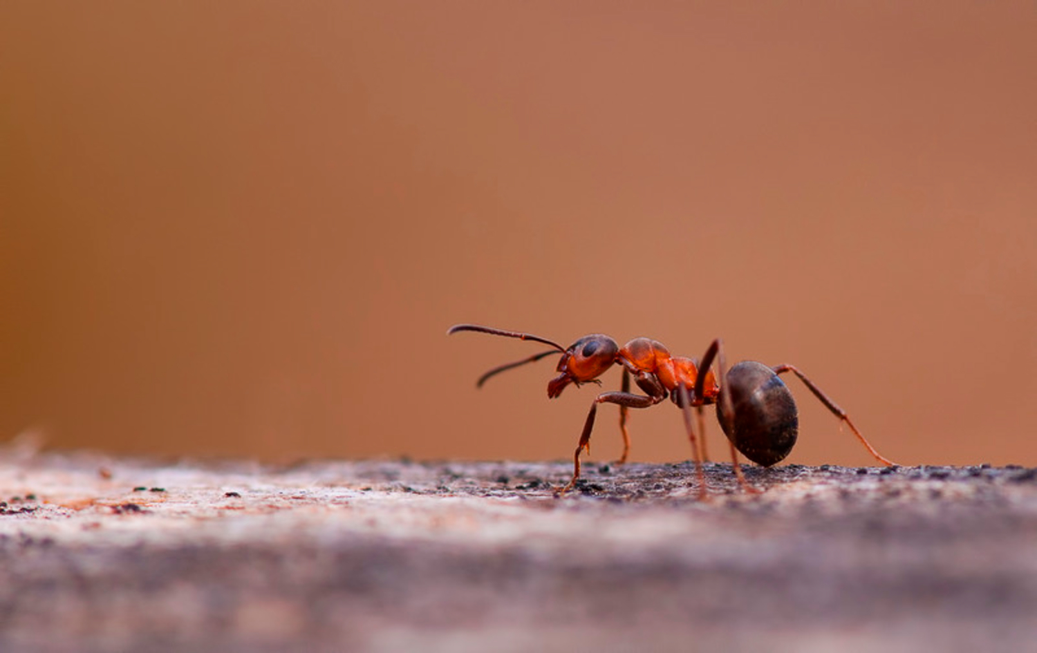 Картинки муравьев. Муравей отшельник. Муравьи фон. Маленькие Лесные муравьи. Муравьи ползают.