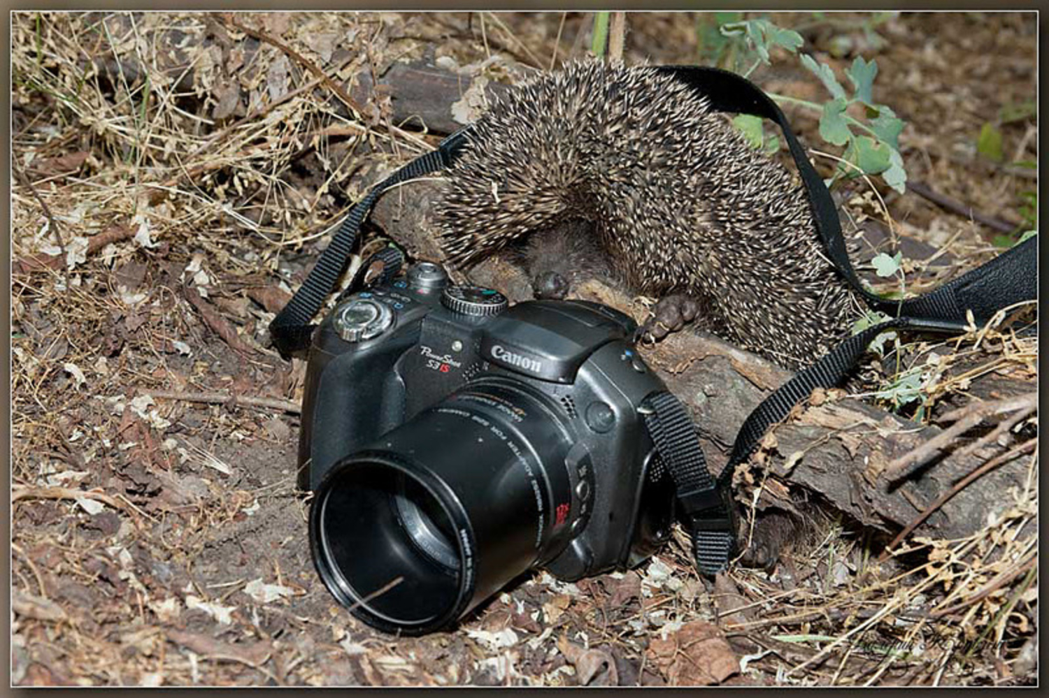 Рождение фотографа. Ежик с фотоаппаратом. С днём рождения фотографу. День фотографа. Ежик фотограф.