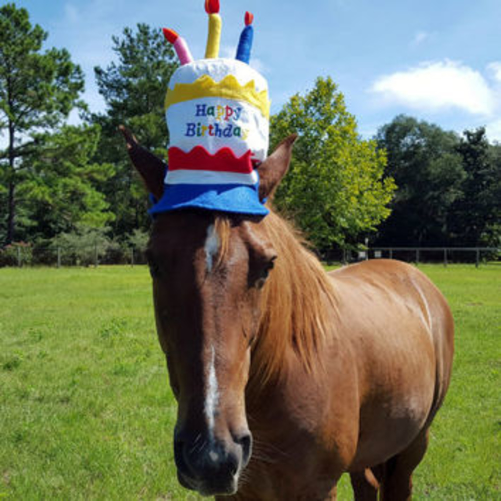 Лошадь день рождения