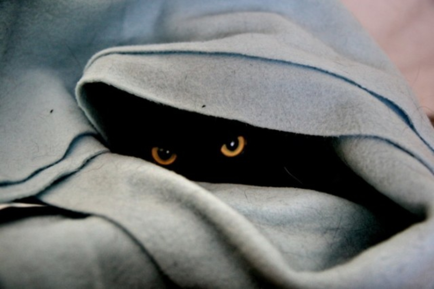 Кто то и большой наблюдает за тобой. Кот спрятался под одеялом. Кот из под одеяла. Выглядывает из под одеяла. Котик прячется под одеялом.