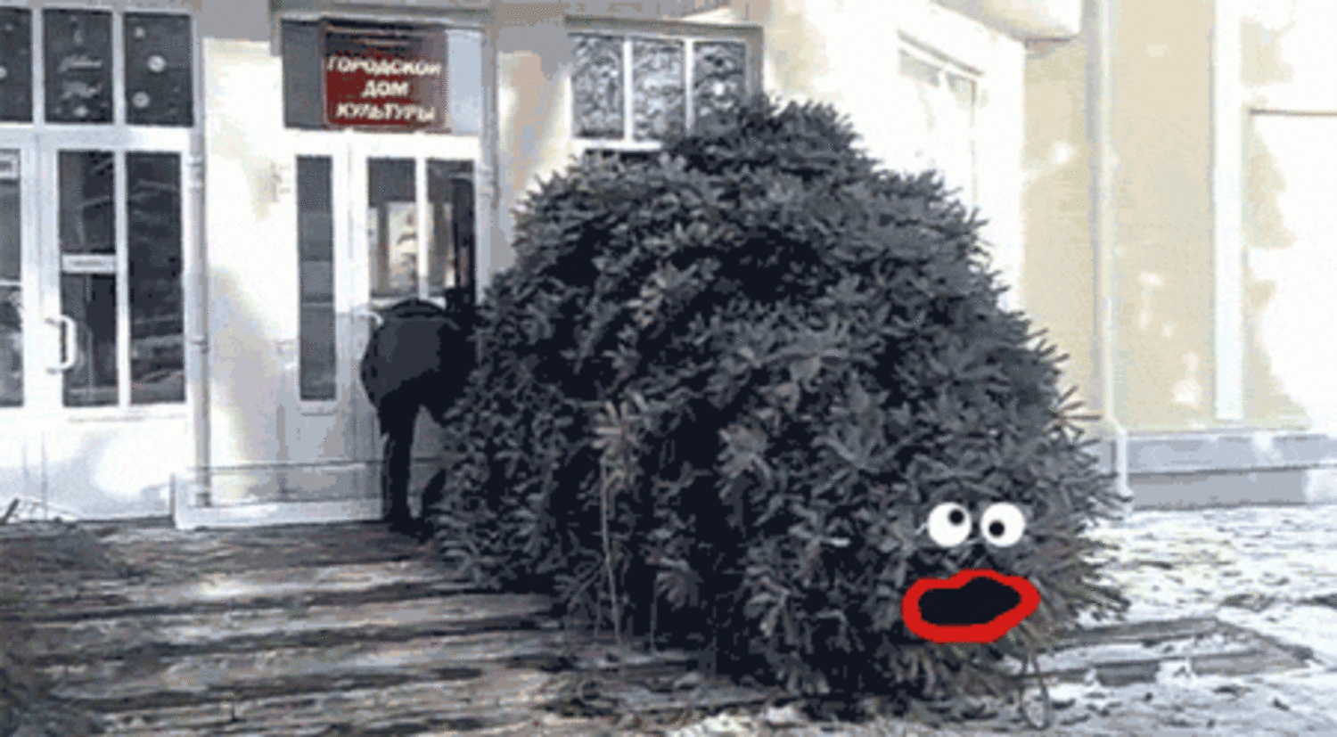 Ща придумаем. Приколы gif елка. Тащить елку гифки. Шутливые gif про елку. Несет елку gif.
