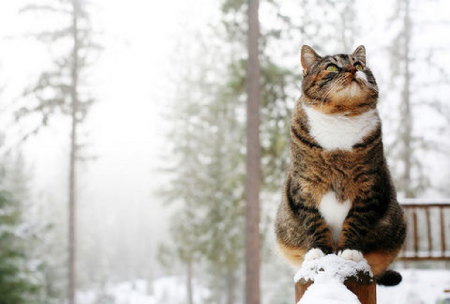 Доброе снежное мартовское утро. Кошки зимой. Котик в снегу. Смешной кот в снегу.