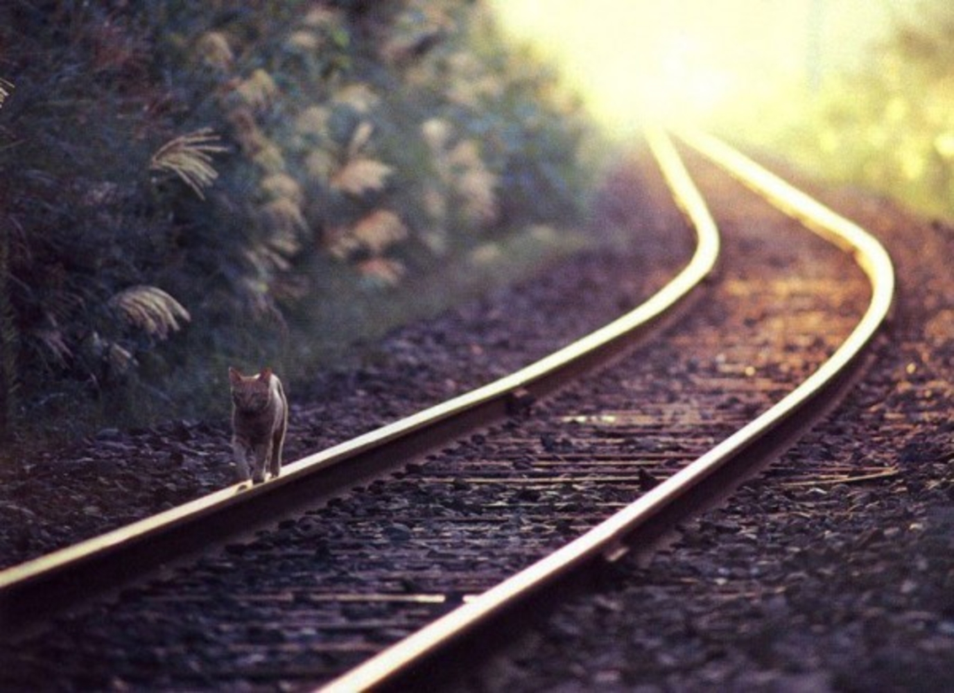 Телефон возвращения домой. Кот идет по рельсам. По рельсам. Кот идет по железной дороге. Кот уходит по рельсам.