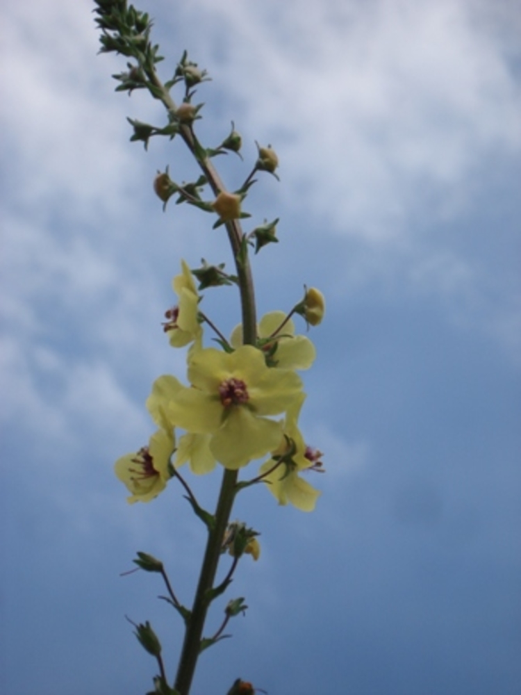 Verbascum blattaria