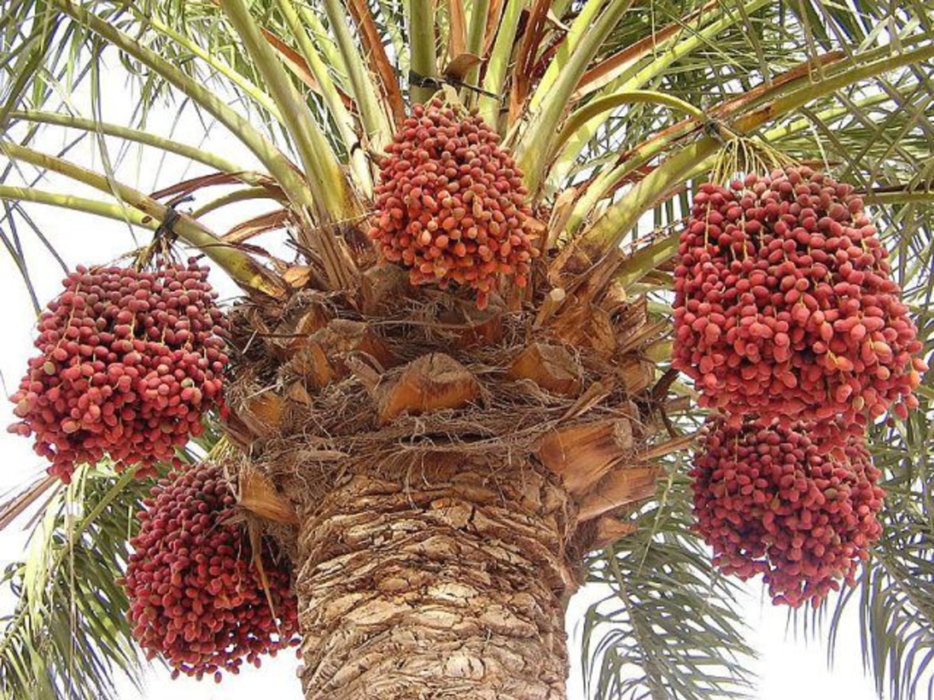 Из чего делают финики. Финиковая Пальма плоды. Финик Королевский Пальма. Финиковая Пальма в Африке. Плоды финиковой пальмы свежие.