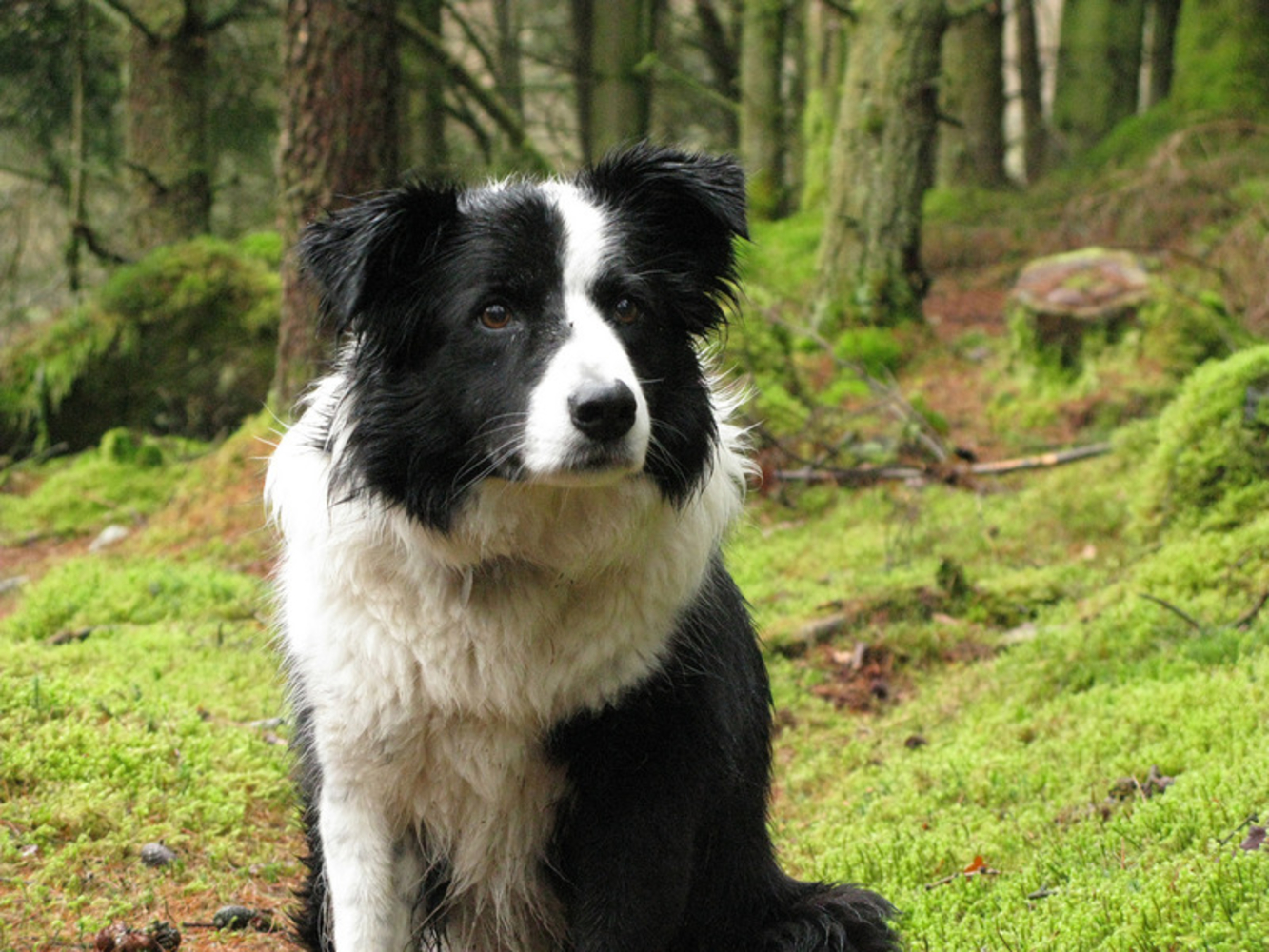 черно белый собаки фото порода