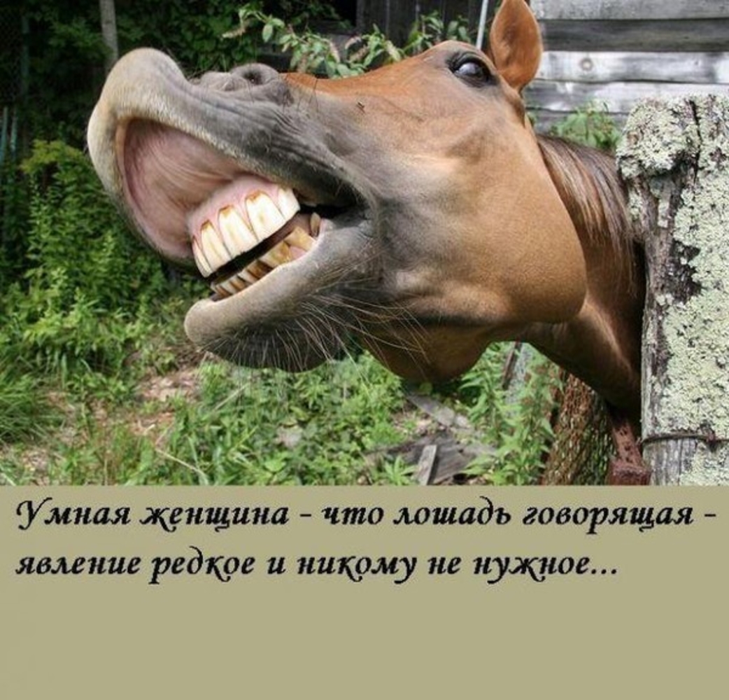 Говорящие лошадки. Лошадь ржет. Лошадь смеется. Лошадь угар. Конь ржака.
