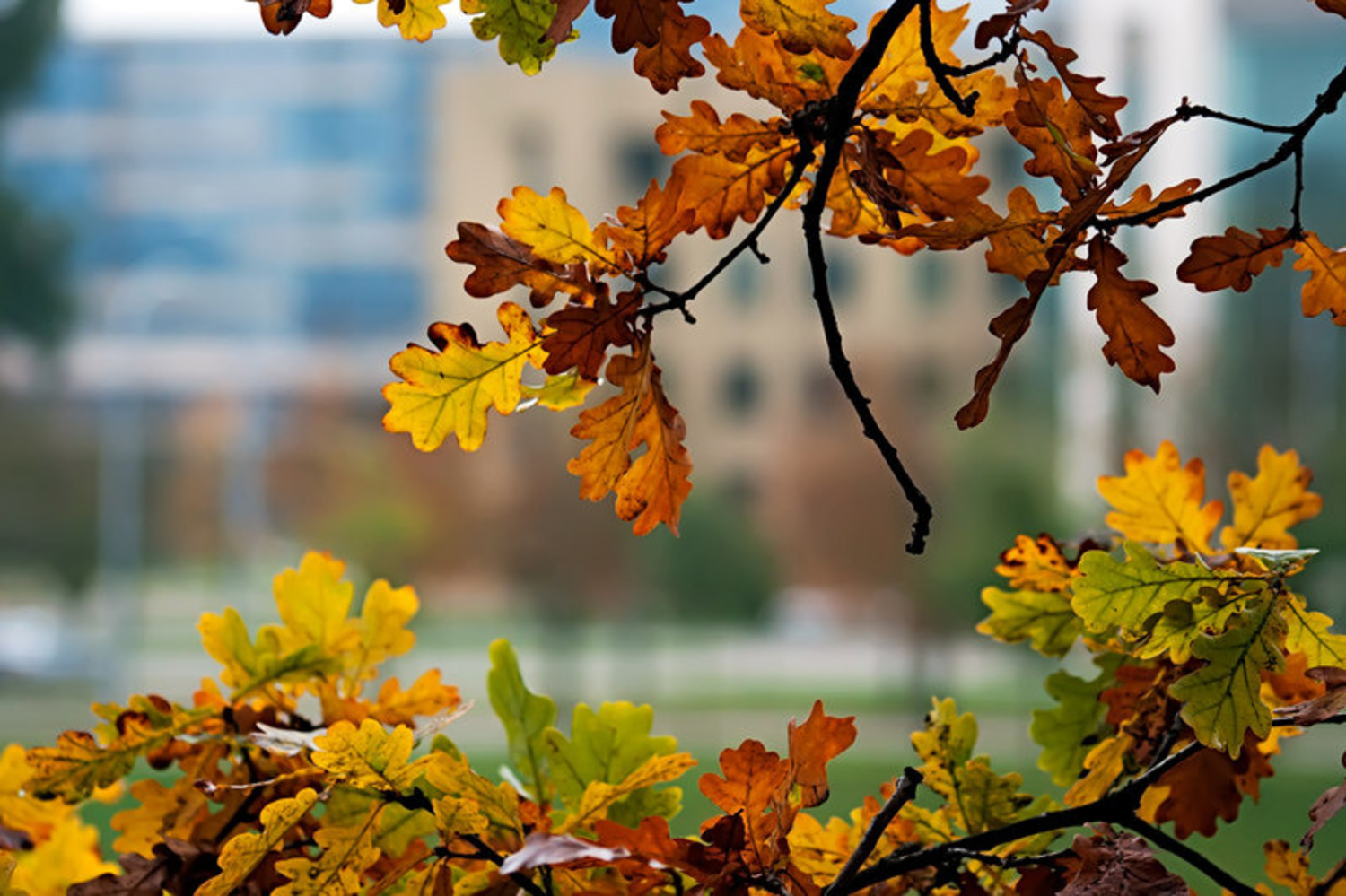 Листья желтые оригинал слушать. Листья жёлтые над городом кружатся. Осень верь. Осенние листья над городом кружатся. Листья желтые над городом кружатся гиф.