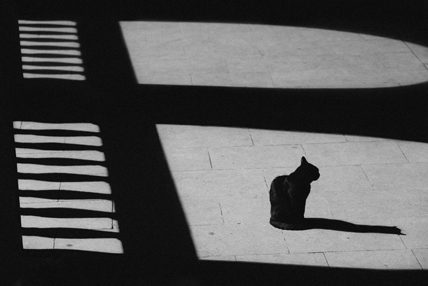 Картинки теней. Тень в композиции. Теневая композиция. Тень от кошки. Тень кота на стене.